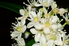 Acradenia frankliniae