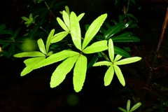 Acradenia frankliniae