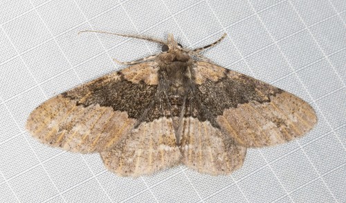 Cleora repetita