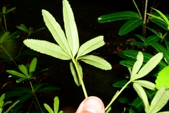 Acradenia frankliniae