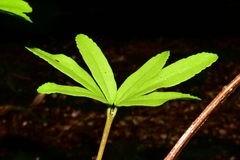 Acradenia frankliniae