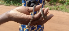 Crotaphopeltis hotamboeia