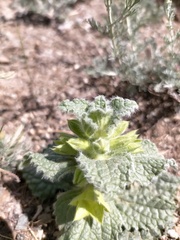 Phlomoides molucelloides