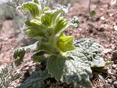 Phlomoides molucelloides