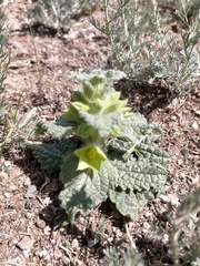 Phlomoides molucelloides