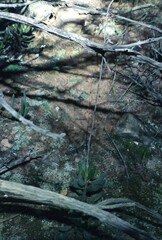 Adromischus filicaulis