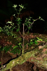 Acradenia frankliniae