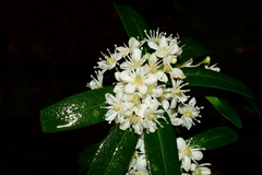 Acradenia frankliniae