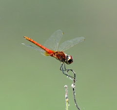 Aethriamanta nymphaeae