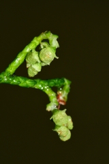 Lagarostrobos franklinii