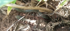 Crotaphopeltis hotamboeia
