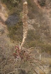 Puya densiflora