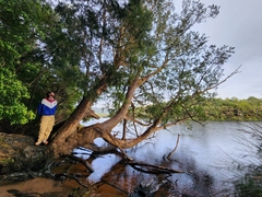 Lagarostrobos franklinii