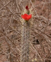 Corryocactus erectus