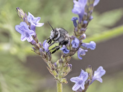 Anthophora alluaudi