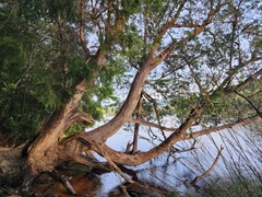 Lagarostrobos franklinii