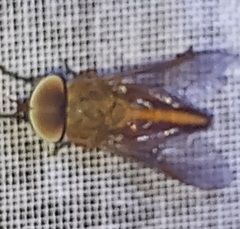 Tabanus occidentalis