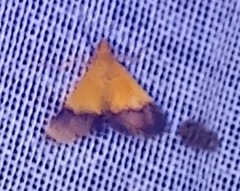 Pyrausta bicoloralis