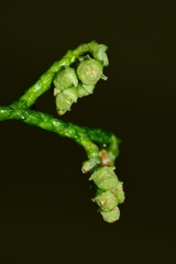 Lagarostrobos franklinii