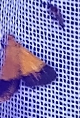 Pyrausta bicoloralis