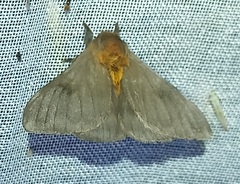 Hylesia subaurea