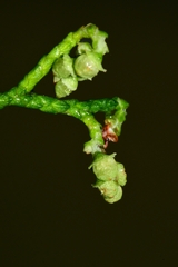 Lagarostrobos franklinii