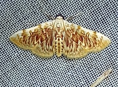 Polygrammodes sanguinalis