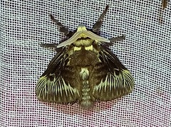 Megalopyge albicollis superba