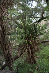 Pandanus