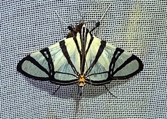 Conchylodes nolckenialis
