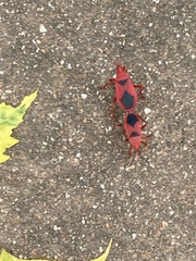 Probergrothius sanguinolens