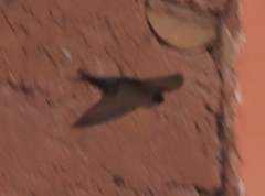 Orochelidon murina