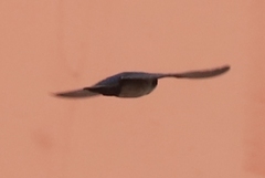 Orochelidon murina