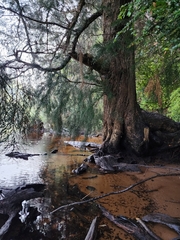 Lagarostrobos franklinii