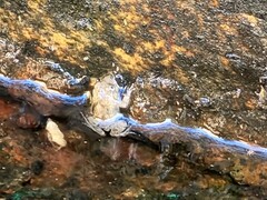 Limnonectes fujianensis