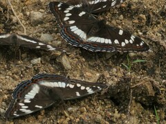 Limenitis populi