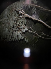 Petaurus norfolcensis