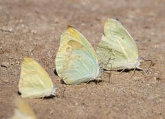 Catopsilia florella