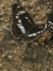 Limenitis helmanni