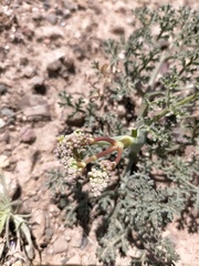 Ferula