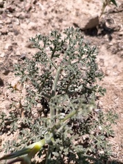 Ferula