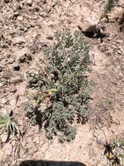 Ferula