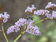 Lasioglossum viride