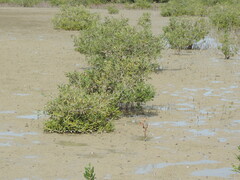 Avicennia marina