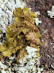 Melanohalea exasperatula