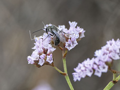 Lasioglossum viride