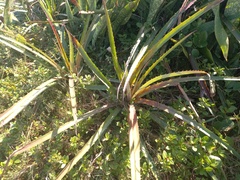 Bromelia antiacantha