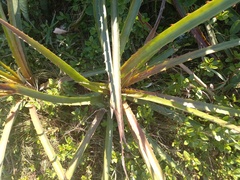 Bromelia antiacantha