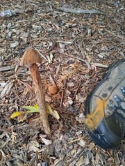 Battarrea phalloides