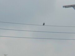 Acridotheres javanicus